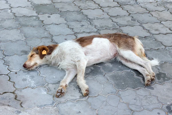 Stray dog — Stock Photo, Image