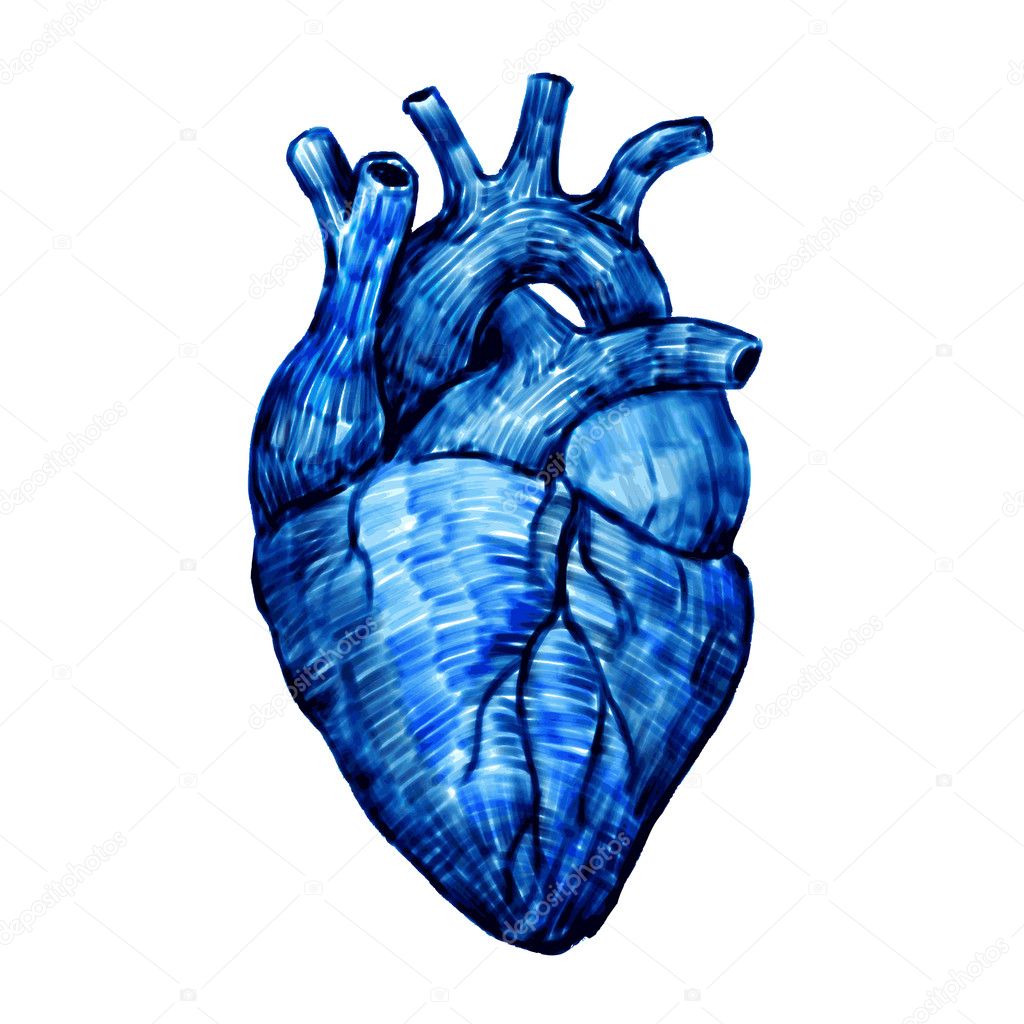Gercek Kalp Resmi Nasil Cizilir How To Draw A Real Heart Realistic Heart Drawing Youtube