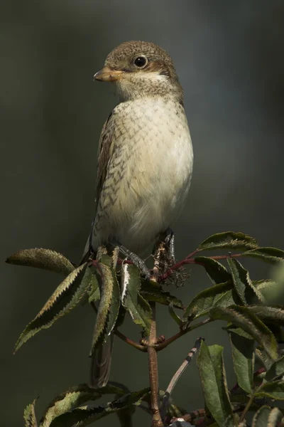 Shrike on a twig on a dark background — Stock Photo, Image