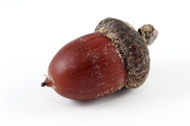 beyaz zemin üzerine palamut