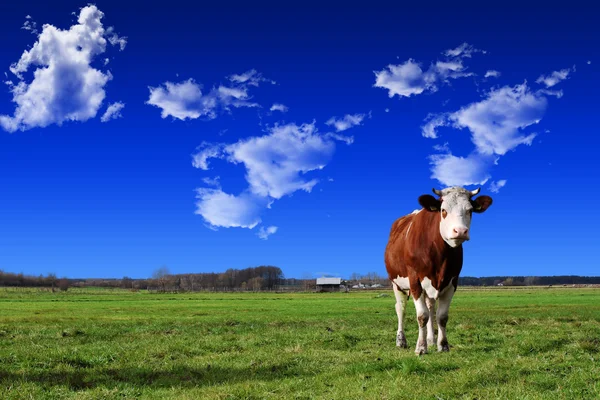 Vaca en el prado — Foto de Stock