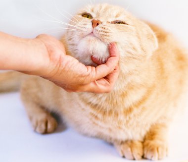 mutlu kedi okşayarak