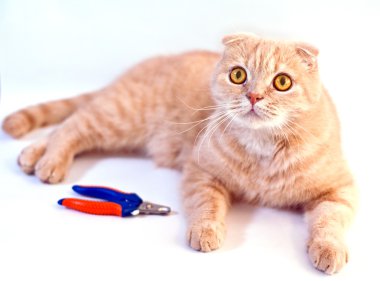 kedi ve makas