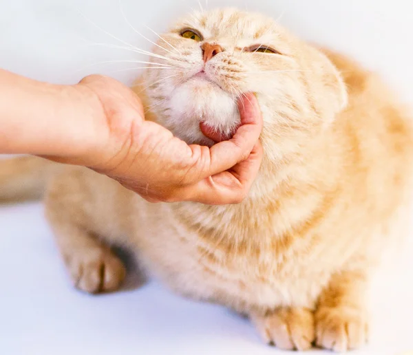 幸せな猫をなでる — ストック写真