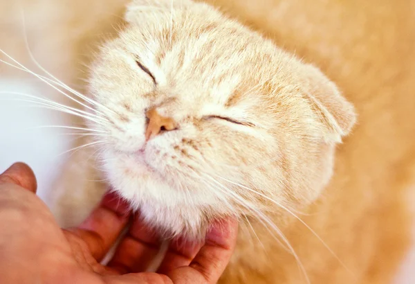 bir kedi okşayarak