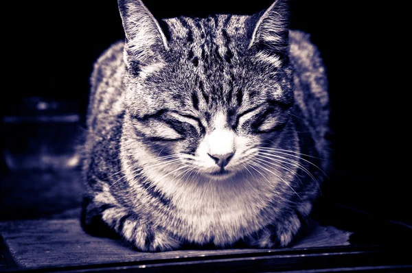 Spící kočka čárkované — Stock fotografie