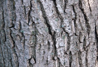 ağaç kabuğu arkaplanı