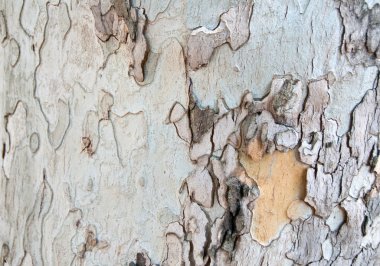 ağaç kabuğu arkaplanı