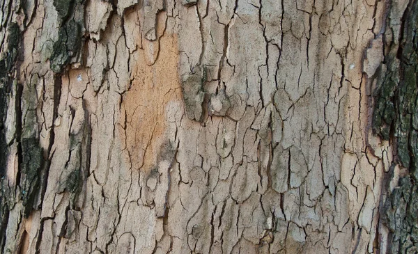 Corteza de árbol fondo —  Fotos de Stock