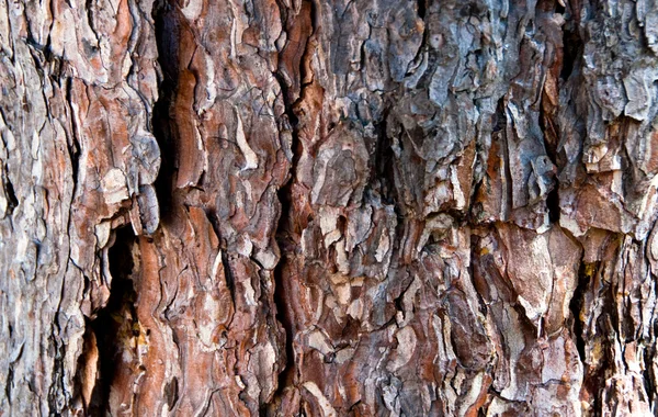 Corteza de árbol fondo —  Fotos de Stock