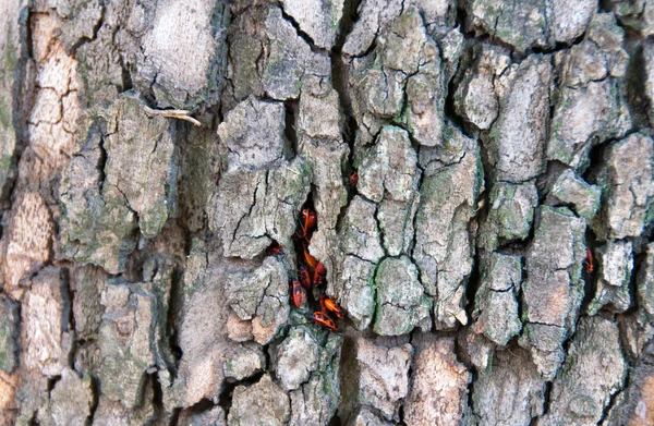 Corteza de árbol fondo —  Fotos de Stock