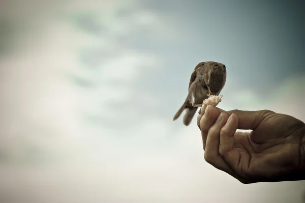 Mão de caridade — Fotografia de Stock