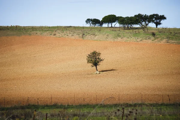 A árvore e o solo arado — Fotografia de Stock