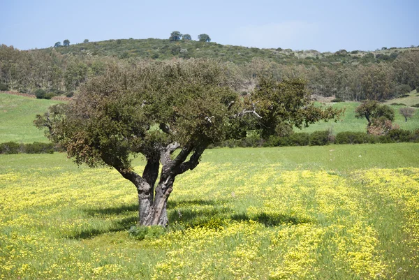 Cores da primavera em Sardenha — Fotografia de Stock