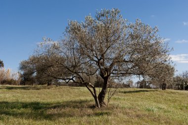 Sardinia.Olive ağacı kışın