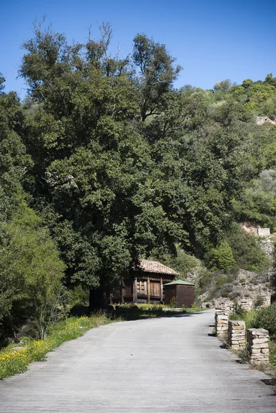 asırlık holm meşe