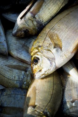 Balık taze yakaladı