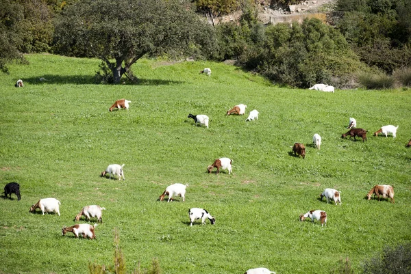 Chèvres dans une prairie — Photo