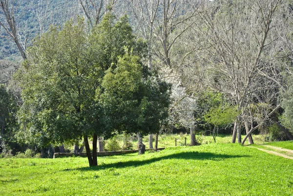 Eikenboom — Stockfoto