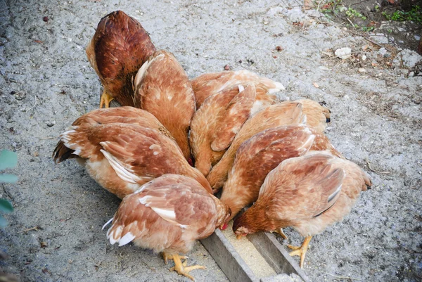 Gallinas comiendo —  Fotos de Stock