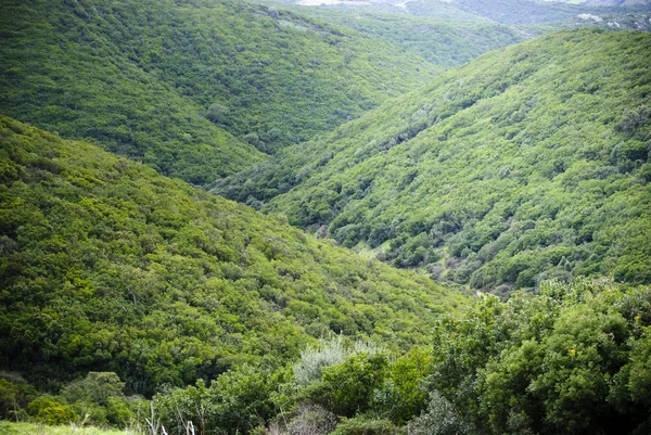 Sardinië. mediterrane vegetatie — Stockfoto