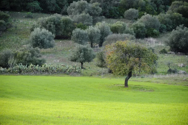 Árbol de pera — Foto de Stock