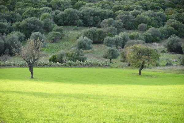 Perenbomen — Stockfoto