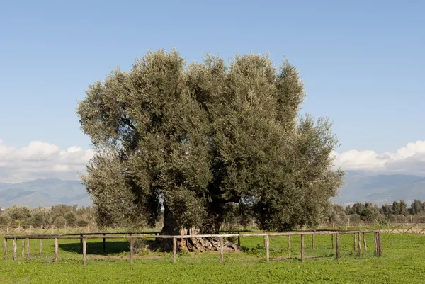 Urgamla olivträd i Sardinien — Stockfoto