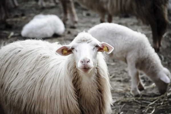 Des moutons curieux — Photo