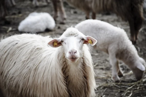 Curious sheep — Stock Photo, Image