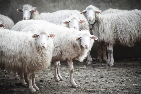 Sheep — Stock Photo, Image