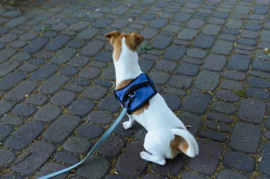Jack Russell cinsinden bir köpek yürüyüşe çıkmak için emir bekliyor..