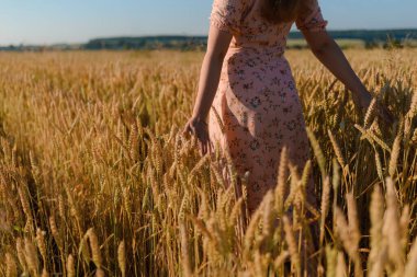 Back view of a woman walking in the middle of the rye in a field with outstretched arms
