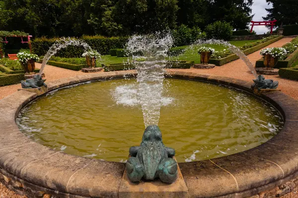 Ranas y agua — Foto de Stock