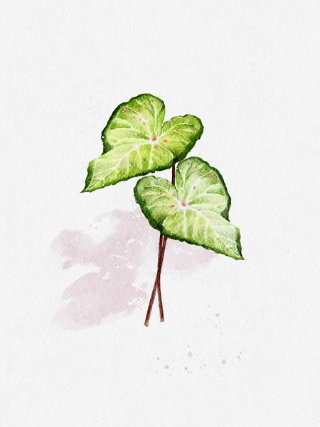 Aquarelle Peinture Main Caladium Bicolore Sur Papier Illustration Feuille Verte — Photo