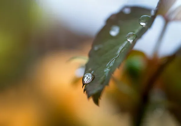 Macro Rain Drop Rose Leaf Sun Shining Morning Drops Dew — Stock Photo, Image
