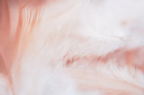 부드러운 포커스 복숭아 파스텔 암탉의 발렌타인데이나 어머니 빈티지 동물의 아름다운 — 스톡 사진