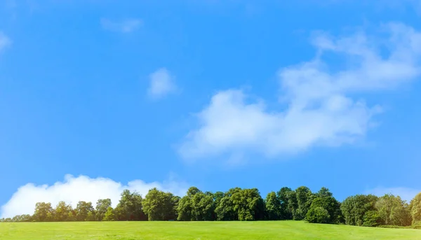 Frisk Luft Och Vacker Natur Äng Med Grönt Träd Solig — Stockfoto