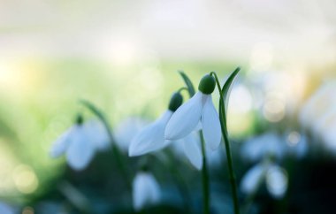 Kar Tanesi veya Yaygın Kar Damlası (Galanthus nivalis) çiçekleri. Vahşi beyaz çiçekler sabah ışığı ile İlkbaharda bokeh.