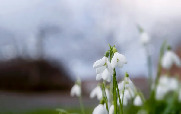 Снігопад Або Квіти Загального Снігу Галантус Ніаліс Дикі Білі Квіти — стокове фото