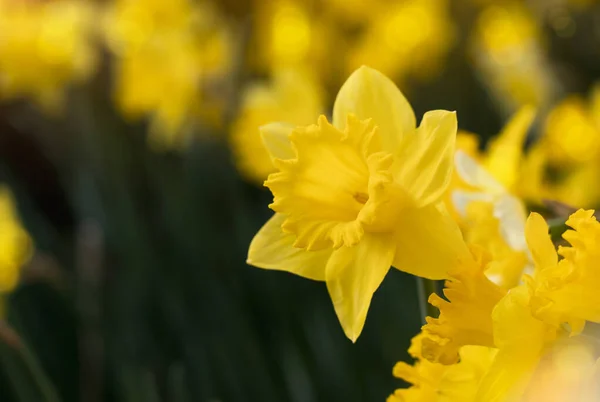 Квіти Нарцисів Цвітуть Навесні Жовті Квіти Розмитому Природному Тлі — стокове фото