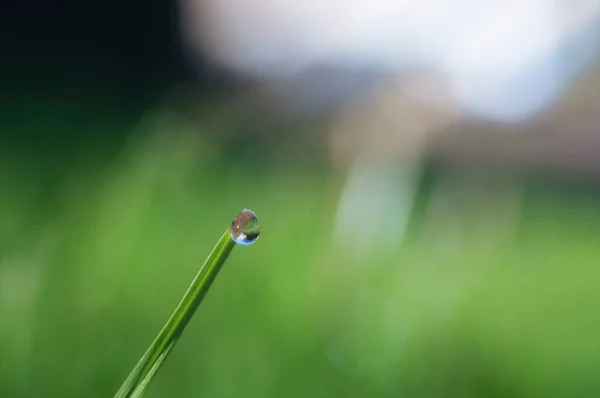 Close Rain Drop Green Leaf Morning Morning Dew Transparent Water — Stock Photo, Image