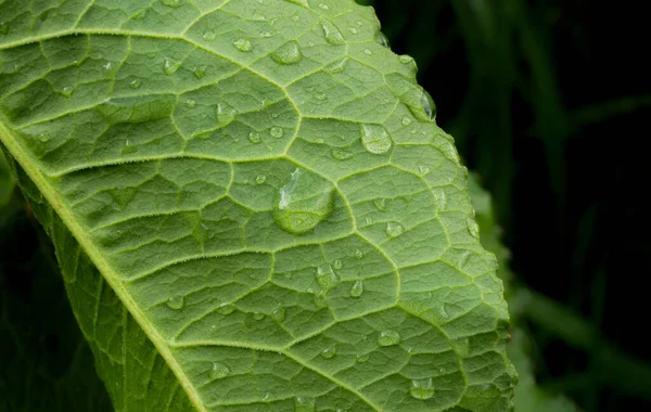 Close Rain Drop Green Leaf Morning Drops Dew Transparent Water — Stockfoto