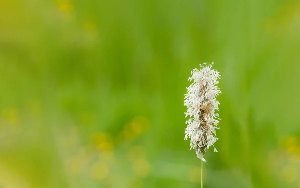Vår Vild Blomma Med Suddig Grön Natur Bakgrund Stilleben Singel — Stockfoto