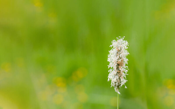 Spring Wild Flower Blurry Green Nature Background Still Life Singel Royalty Free Stock Photos
