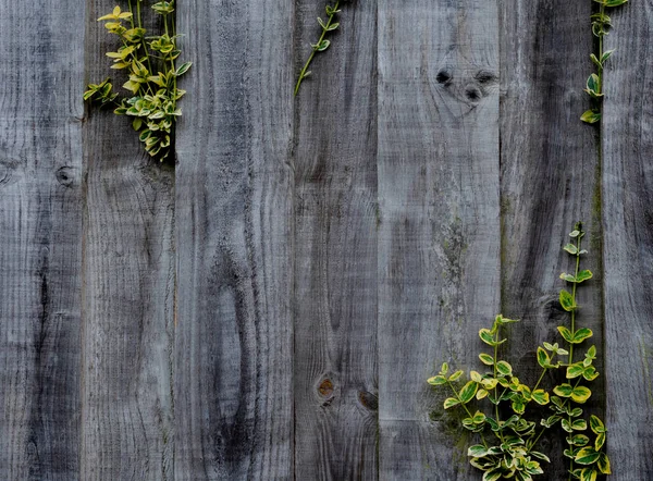 Mur Bois Avec Des Feuilles Grimpant Feuilles Vigne Naturelles Jaune — Photo