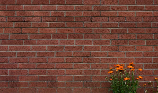 Brick wall of red color with orange daisy flower, English Vintage Texture of old dark brown wall wide panoramic backgorund.