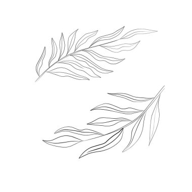 Çizgi Bitkileri, Beyaz Arkaplan 'da izole edilmiş siyah yaprak çizimi.