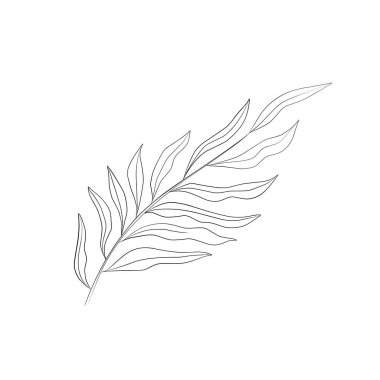 Çizgi Bitkileri, Beyaz Arkaplan 'da izole edilmiş siyah yaprak çizimi.