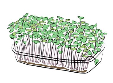 Büyüme tepsisindeki mikroçimler. Mikro yeşil bitkiler yetiştirme seti. Sağlıklı bir diyet için tohum filizlenmesi. Vektördeki organik mikro-yeşiller